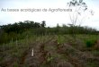 As bases ecológicas da agrofloresta