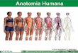 Aula 03   anatomia e fisiologia do sistema tegumentar - pele e anexos