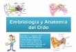 Embriologia&anatomia del oido