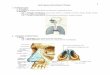 9.sistema respiratorio anatomia