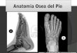Anatomia osea del pie