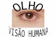 8 olho-e-visao-humana