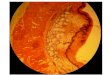 Fotos de lâminas histológicas: Sistema Digestivo- outubro 2013