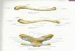 Digitalização de Membro superior e vértebras Sobotta