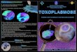 Toxoplasmose folder
