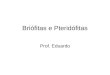Briófitas e pteridófitas