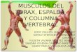 Musculos del torax espalda y columna vertebral