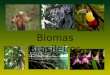 Biomas brasileiros-