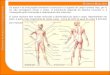 03 sistema muscular