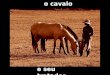 O Cavalo E Seu Tratador