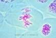 Os cromossomos e a reprodução cel
