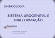 Sistema Urogenital completo