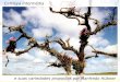 Apresentação - Cattleya intermedia - Por Manfredo Hubner