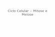 Ciclo Celular - Mitose e Meiose