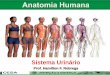 Aula 13   sistema urinrio - anatomia e fisiologia