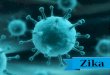 Zika Vírus E Vaginose Bacteriana