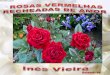 Rosas vermelhas recheadas_de_amor_ines_vieira_217