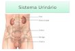 Anatomia - Sistema Urinrio