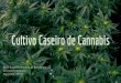 Cultivo Caseiro de Cannabis