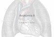 Cardiov Anatomia II