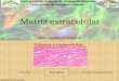 2013 Matriz Extracelular