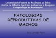 9- Patologia de Macho