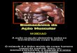 Biomecânica da Ação Muscular