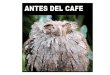 ANTES DEL CAFE.pptx