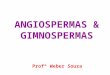Angiospermas e Gimnospermas - 2ano