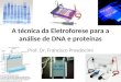 Aula 9 Eletroforese PCR Sequenciamento