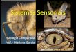 Sistemas Sensoriais