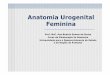 Anatomia Urogenital Feminina