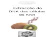 Extracção Do DNA Das Células Do Kiwi
