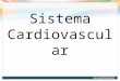 P0001 File Sistema Cardiovascular