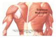 El Sistema Muscular.pdf
