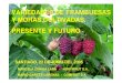 Variedades de Frambuesa y Mora Cultivada - Presente y Futuro- MARCELA ZUNIGA LARA-MARIO GARCES LARENAS