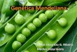 Aula 04 - Gen©tica Mendeliana Slide