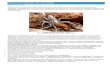 Aranhas - Ficha Completa do Arachnida - Como funcionam as
