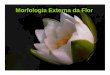 Morfologia Externa Da Flor