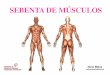 Musculos Bacia