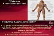 Sistema Cardiovascular - PH