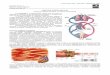FISIOLOGIA II 03 - Fisiologia Cardiovascular - MED RESUMOS