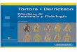 Tortora - Anatomia y Fisiologia Humana 11ed