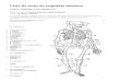 Lista de Ossos Do Esqueleto Humano Documento