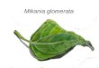 Mikania glomerata