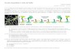 Ficha de DNA e Sintese Proteica