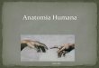 Anatomia Humana - Angiologia