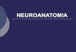 Aula Disciplina Neuroanatomia 1 a PDF