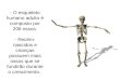 Anatomia - Sistema Esquelético