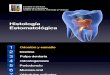 Histología Oral - Esmalte y LAD